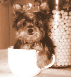teacup terrier